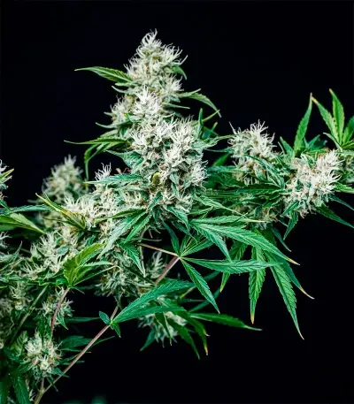 Creeper Auto Seeds