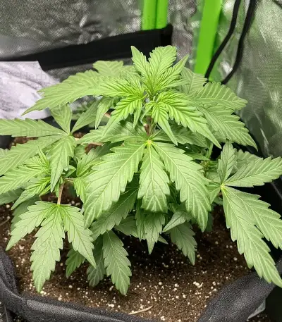 Do-Si-Dos Auto Seeds