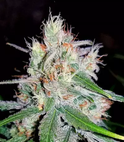 Double Black (G13 Labs)