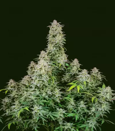 Forbidden Runtz Auto Seeds