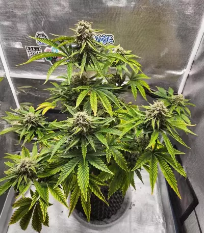Forgotten Cookies Auto (Mephisto Genetics)