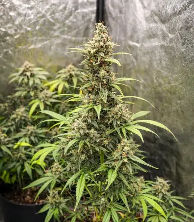 Guava x Gelato 41 Auto Seeds