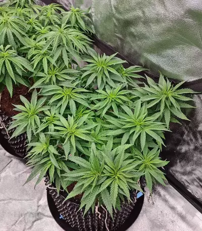 Haze Berry Seeds