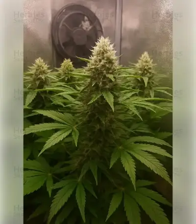 Northern Light Automatic Seeds (RQS)
