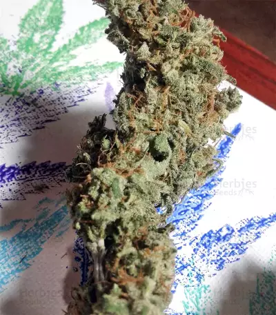 Graines de cannabis Panama x Bangi Haze (Ace Seeds)