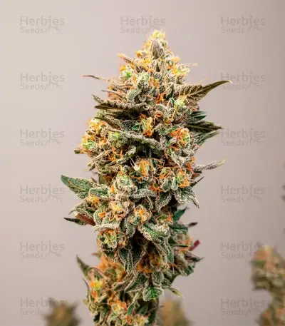 Pure Power Plant Automatic Seeds