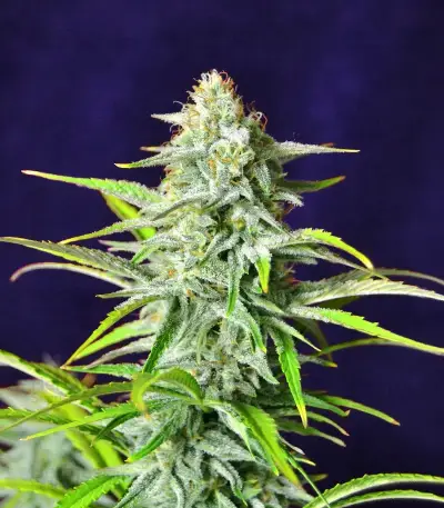 Semi Femminizzati Section 781 Autoflowering (Blimburn x Herbies)