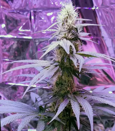 Smurfberry Auto feminized seeds