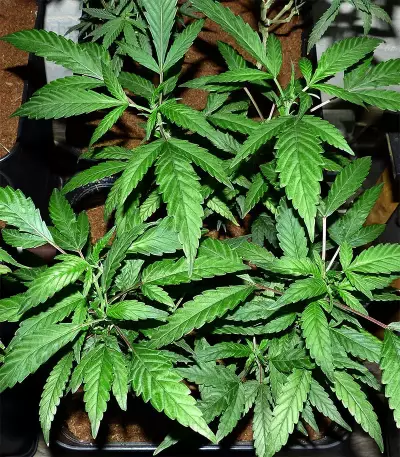 Sticky Dream (Positronics Seeds)