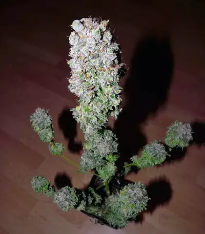 Sticky Dream (Positronics Seeds)