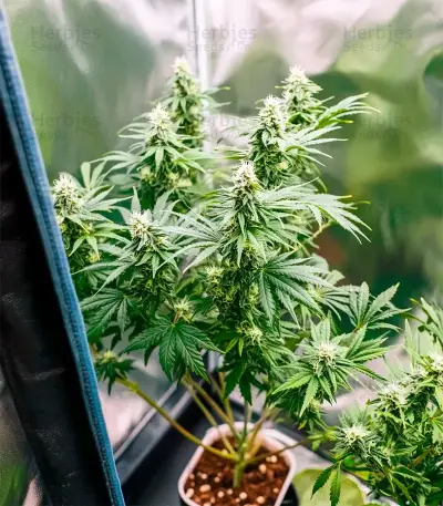 Sweet Cherry Kush Seeds