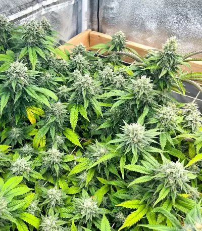 The Upsetter Seeds (Humboldt Seed Company)