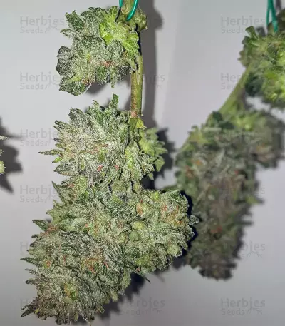 Semi femminizzati Trans Siberian Auto