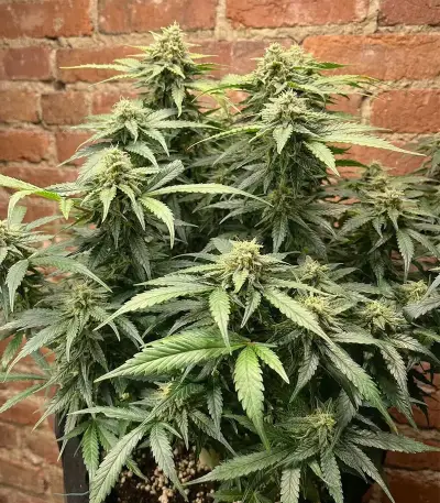 Trichome & Cream Auto Seeds