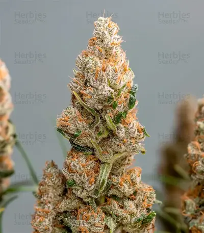 White Diesel Haze Automatic Seeds