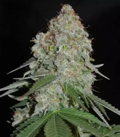 White Widow Original feminized seeds