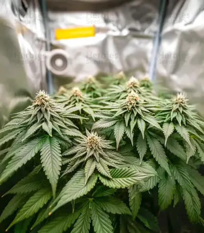 White Widow Seeds