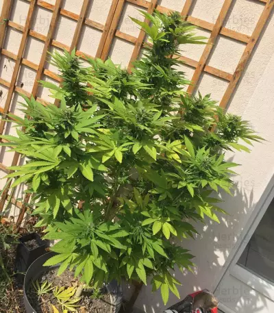 Sumo's OG Kush Seeds