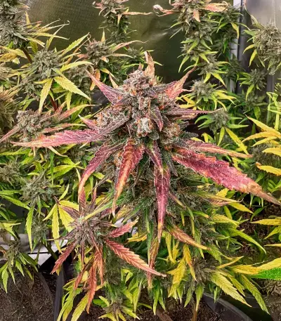 Semillas Feminizadas Tropicanna Poison XL Auto (Sweet Seeds)