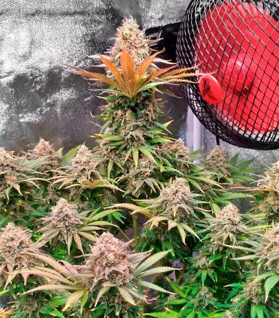 Big Bud (Herbies Seeds)