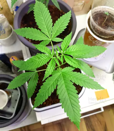 Chemdog Fast Version (Herbies Seeds)