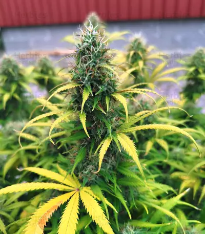 Original Auto Critical Seeds