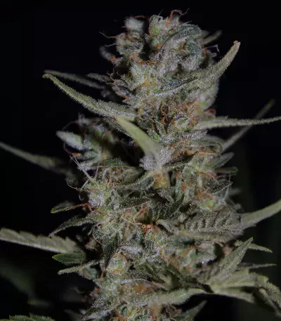 Purple Paralysis Seeds