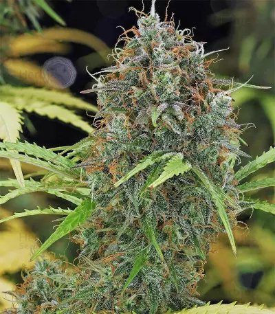 Graines de cannabis Amnesia Haze Automatic (RQS)