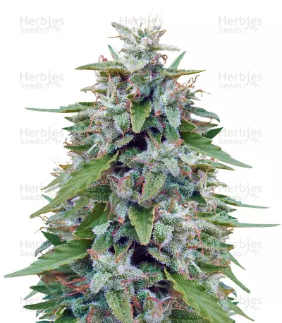 Graines de cannabis Bangi Haze (Ace Seeds)