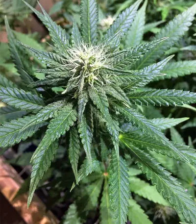Black Destroyer feminized seeds