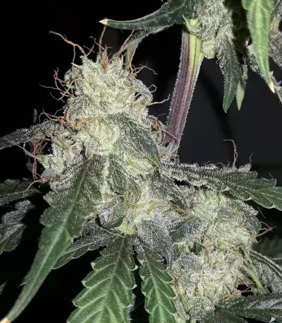 Blue Amnesia Auto strain