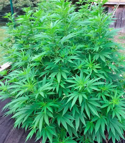 Blueberry Headband cannabis strain