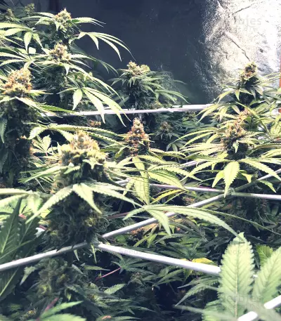 Graines de cannabis Bubblegum (T.H. Seeds)