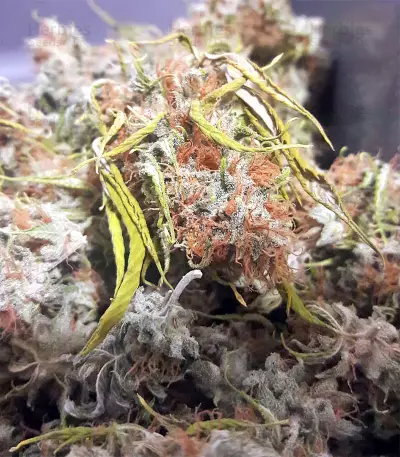 Graines de cannabis Buzz Light Gear (Dr. Krippling Seeds)