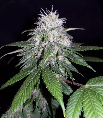CBD 1:1 Silver Lime Haze Semi femminizzati autofiorenti