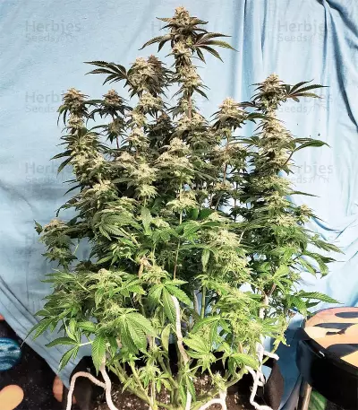 Cinderella 99 Feminized Seeds (Grower’s Choice)