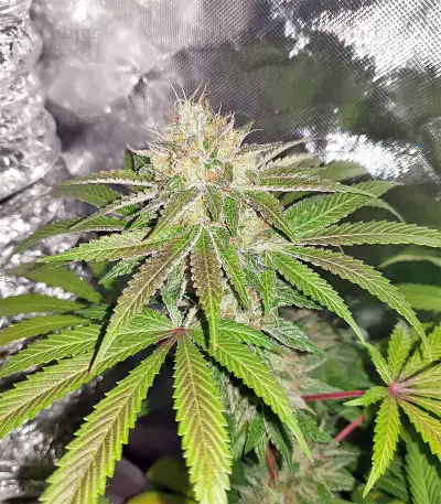 Dark Ghost Train Seeds