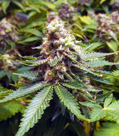 Early Widow feminized seeds