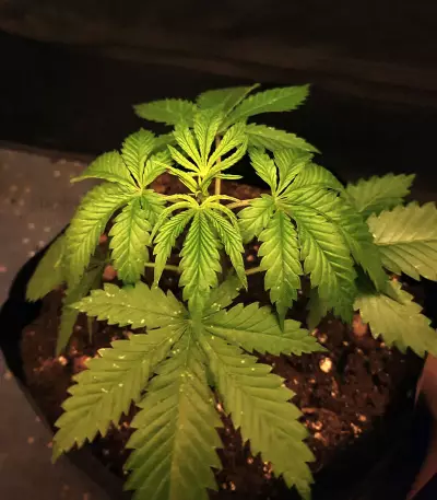 Gelato Seeds