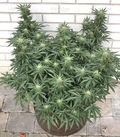 Gnasha (Big Head Seeds)