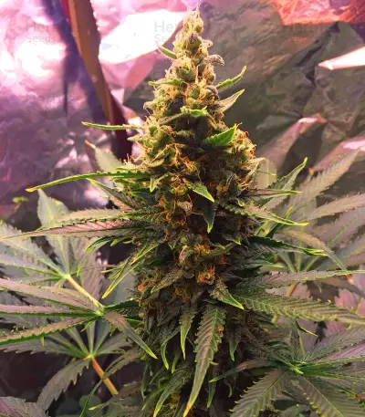 Semi femminizzati Gordomaster Kush