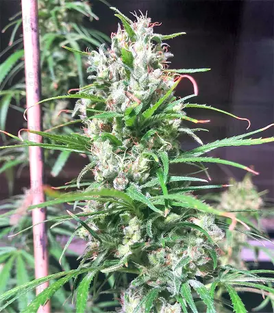 Graines de cannabis Green Haze Regular (Ace Seeds)
