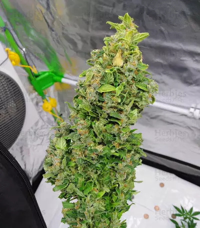 HulkBerry strain