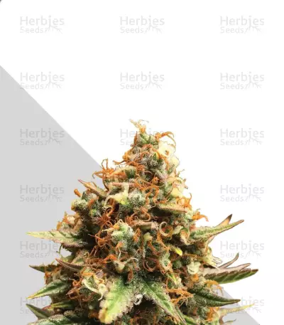 Graines de cannabis Juicy Lucy Auto (Auto Seeds)