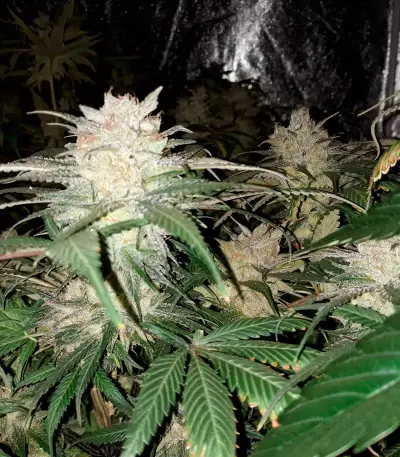 Graines de cannabis Kali Dog (RQS)