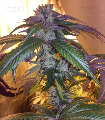 Graines de cannabis LA Confidential (DNA Genetics)