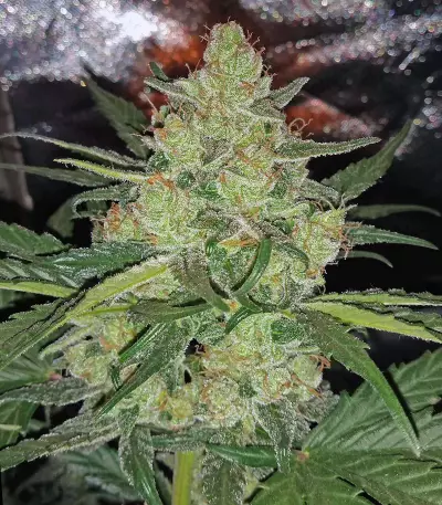 LSD Auto (Barney's Farm)