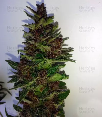 Lemonberry Haze Auto (Original Sensible Seeds)