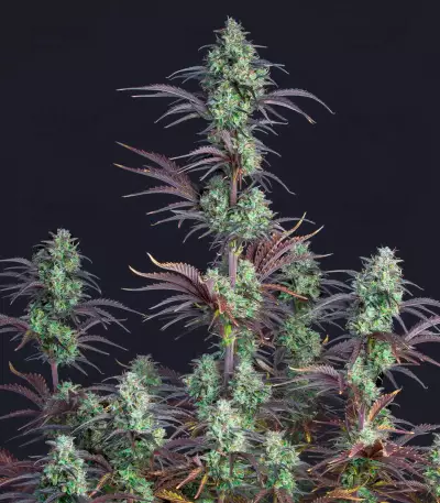 Mimosa Cake Auto Feminized Seeds (Fast Buds)