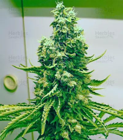 OG Kush Express Seeds